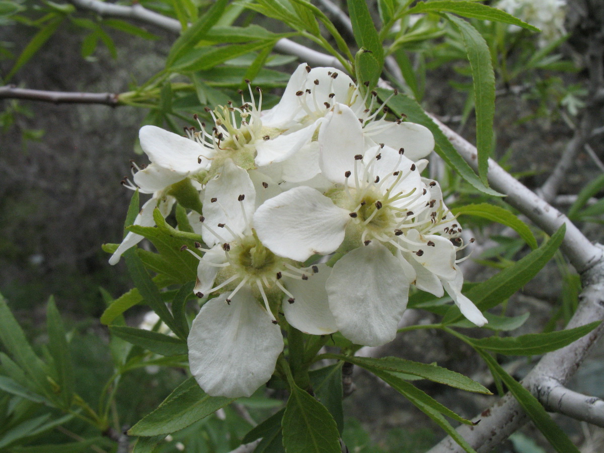 Image of Pyrus regelii specimen.