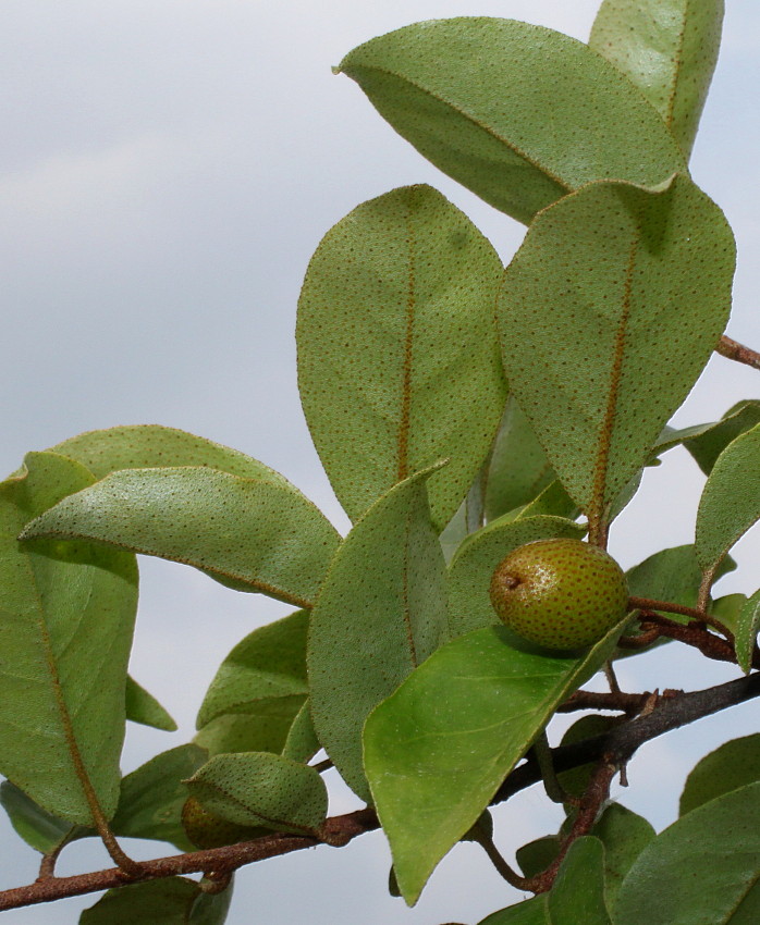 Image of Elaeagnus multiflora specimen.