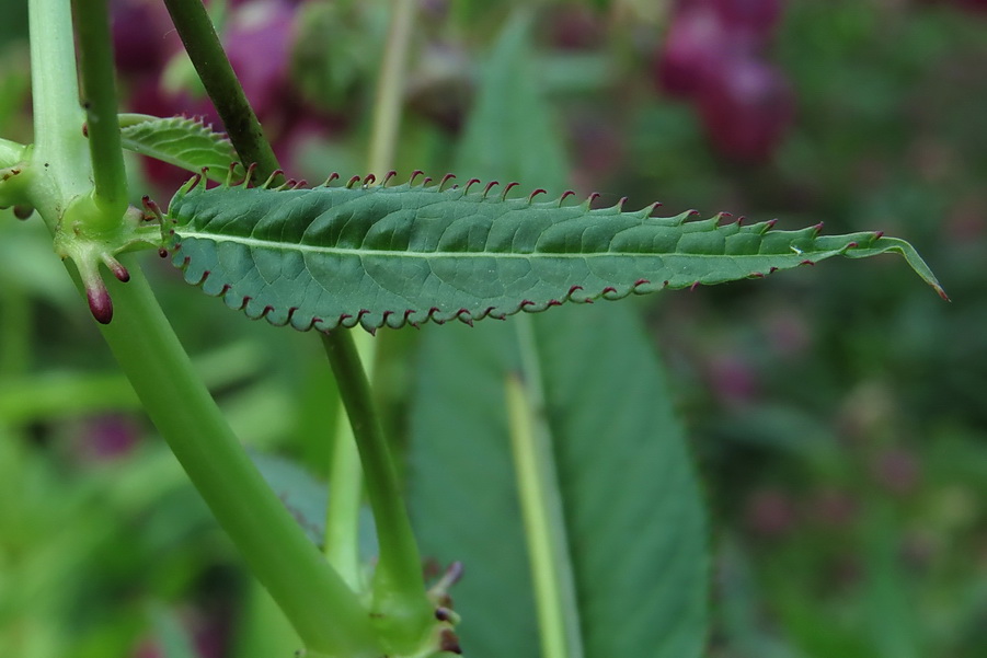 Image of Impatiens glandulifera specimen.