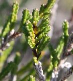 Calluna vulgaris. Веточка с интенсивным ветвлением. Архангельская обл., Приморский р-н, ур. Куртяево, гряда на верховом болоте. 14.08.2014.