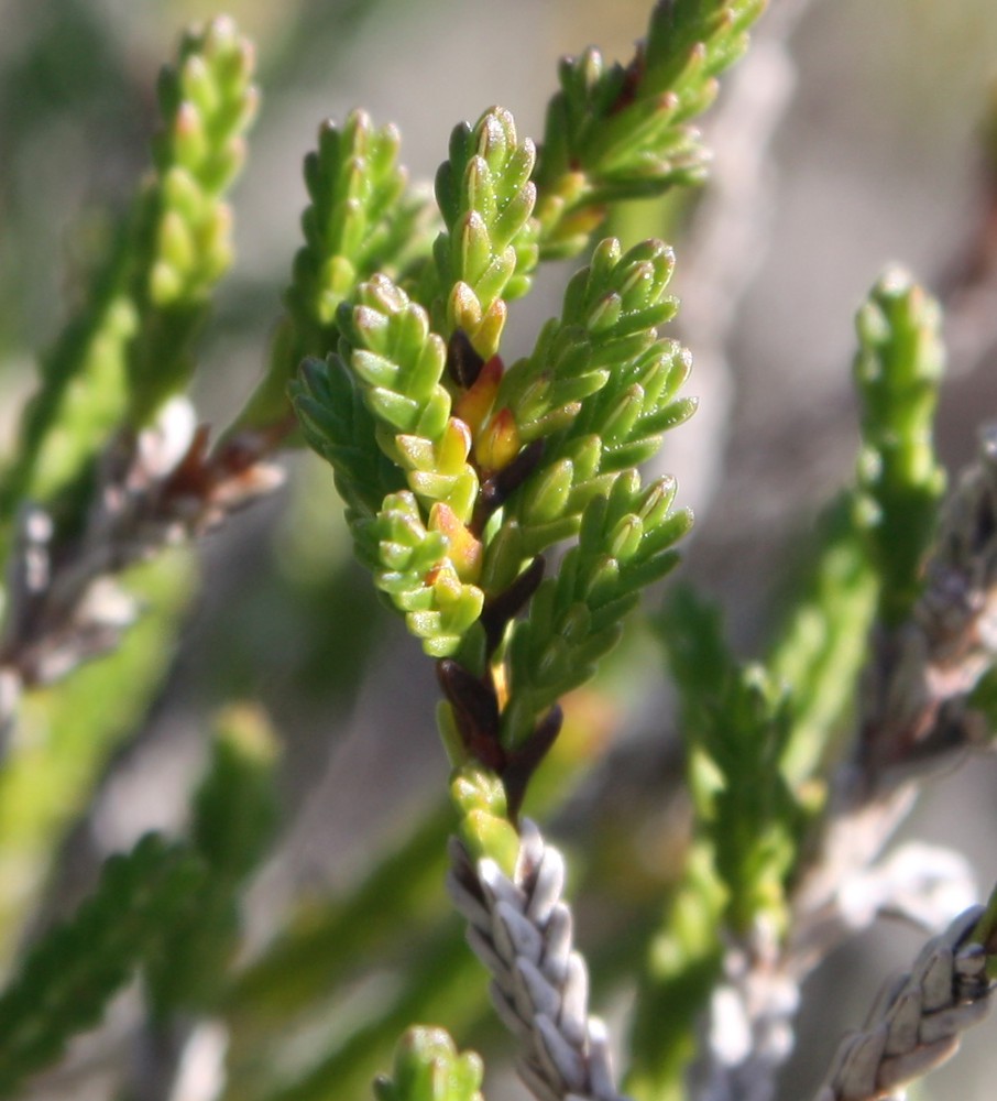 Image of Calluna vulgaris specimen.
