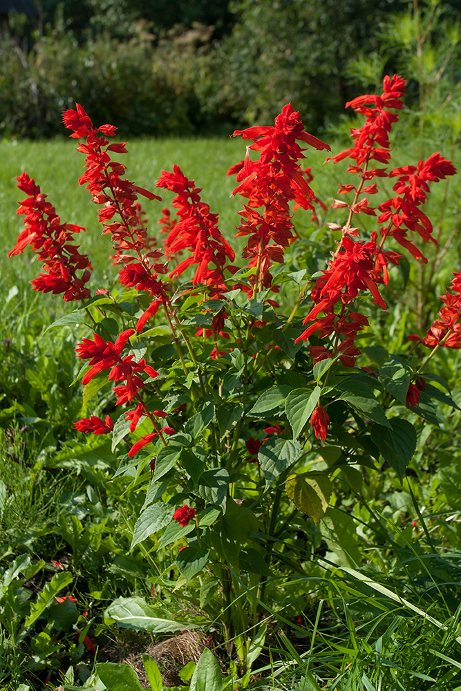 Изображение особи Salvia splendens.