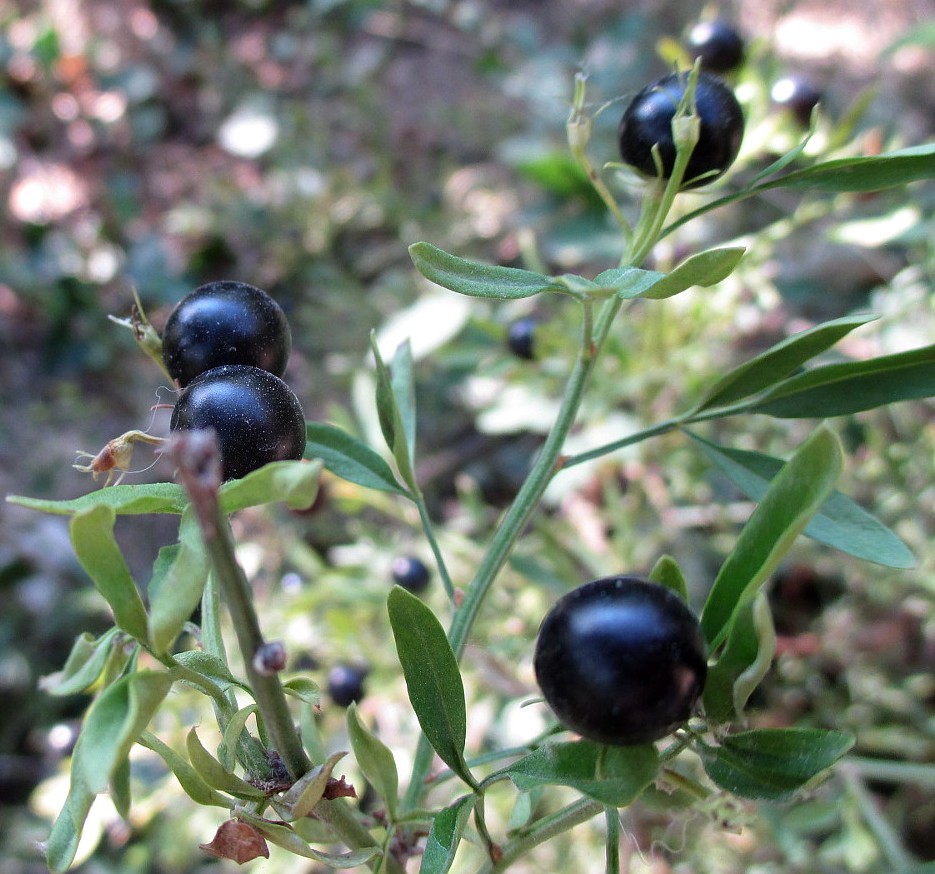 Image of Jasminum fruticans specimen.