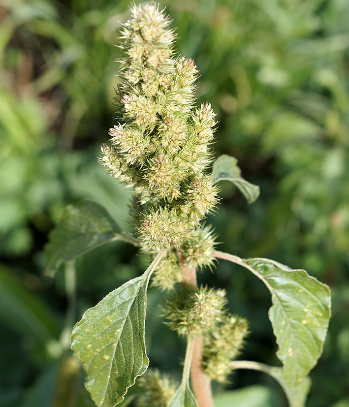 Изображение особи Amaranthus retroflexus.