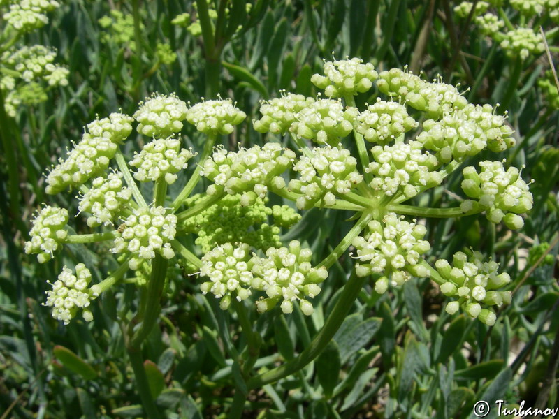 Image of Crithmum maritimum specimen.