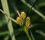 Carex pallescens. Верхушка плодоносящего растения. Московская обл., Раменский р-н, окр. ж.-д. платформы Хрипань, просека под ЛЭП. 20.06.2014.