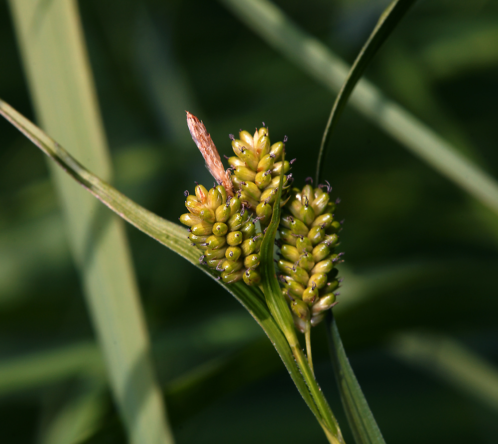 Изображение особи Carex pallescens.