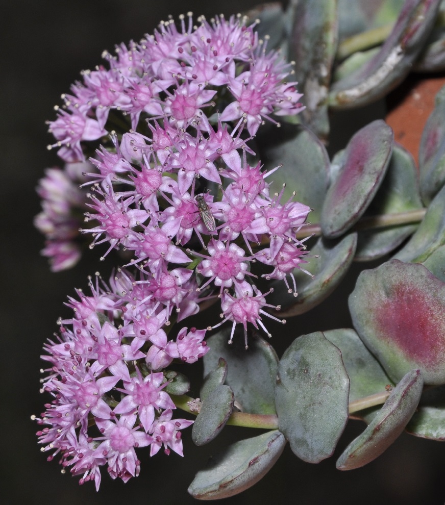 Image of Hylotelephium sieboldii specimen.