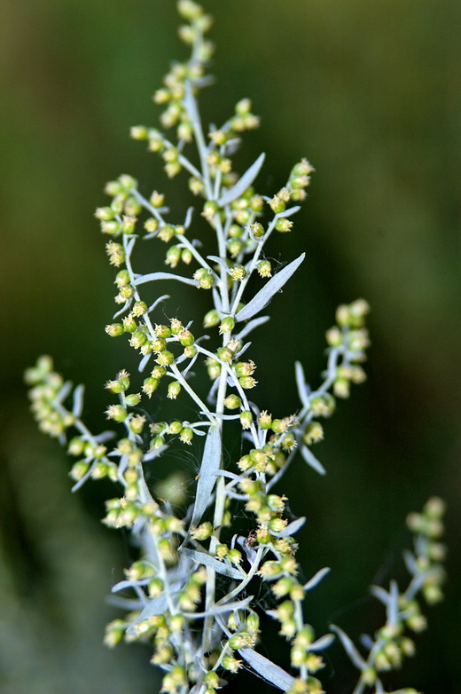 Image of Artemisia glauca specimen.