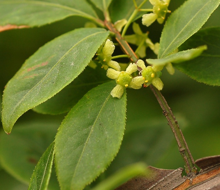 Image of Euonymus sacrosanctus specimen.