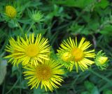 Inula britannica