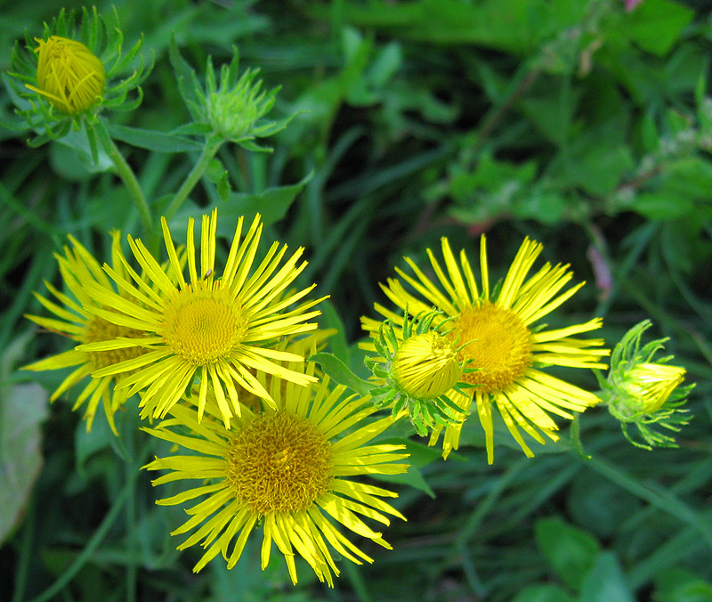 Изображение особи Inula britannica.