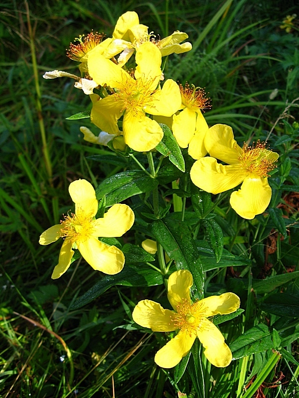 Изображение особи Hypericum ascyron.