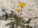 Taraxacum serotinum. Цветущее растение. Волгоградская обл., Ольховский р-н, правый берег р. Иловля, меловые горы. 26.08.2006.