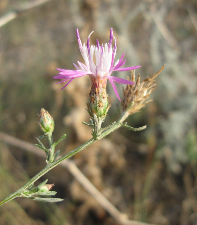 Image of Centaurea caprina specimen.