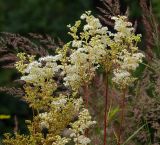 Filipendula ulmaria. Соцветие. Московская обл., Раменский р-н, окрестности д. Хрипань, дачный участок. 21.07.2009.