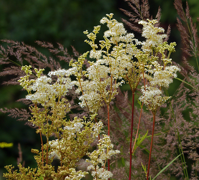 Изображение особи Filipendula ulmaria.