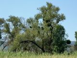 Viscum album. Старая ива, поражённая омелой. Белгородская обл., окр. пос. Борисовка, пойменный луг у р. Ворскла. 29.06.2009.