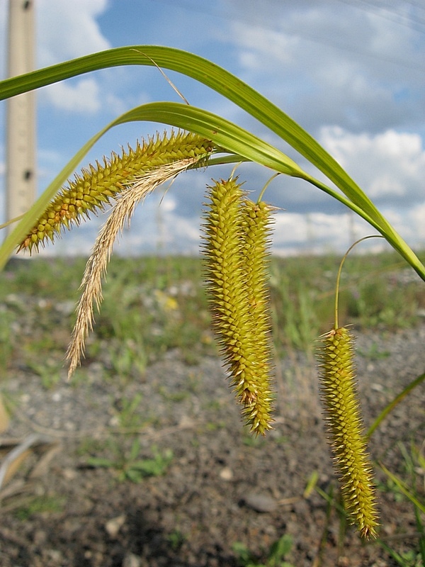 Изображение особи Carex pseudocyperus.