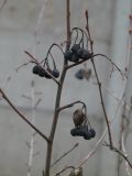 &times; Sorbaronia mitschurinii