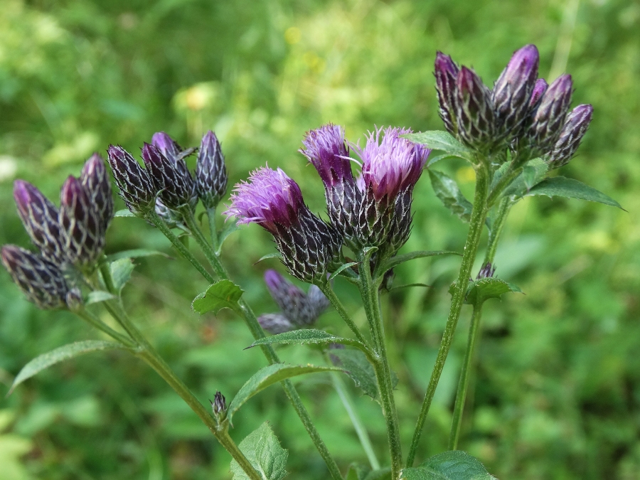 Image of Serratula tinctoria specimen.