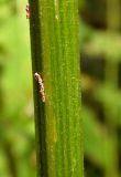 Cirsium oleraceum. Часть стебля. Новгородская обл., Боровичский р-н, восточнее дер. Сушани, граница заболоченного лугового склона и сероольшаника. 30.08.2015.