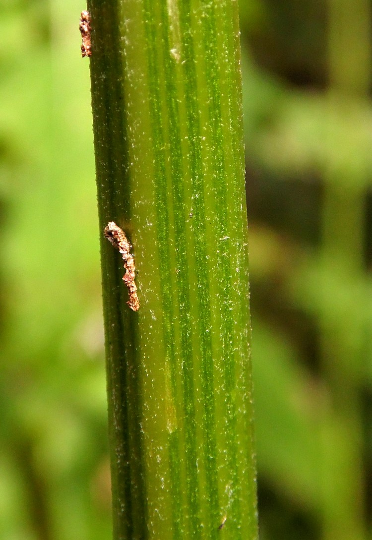Image of Cirsium oleraceum specimen.