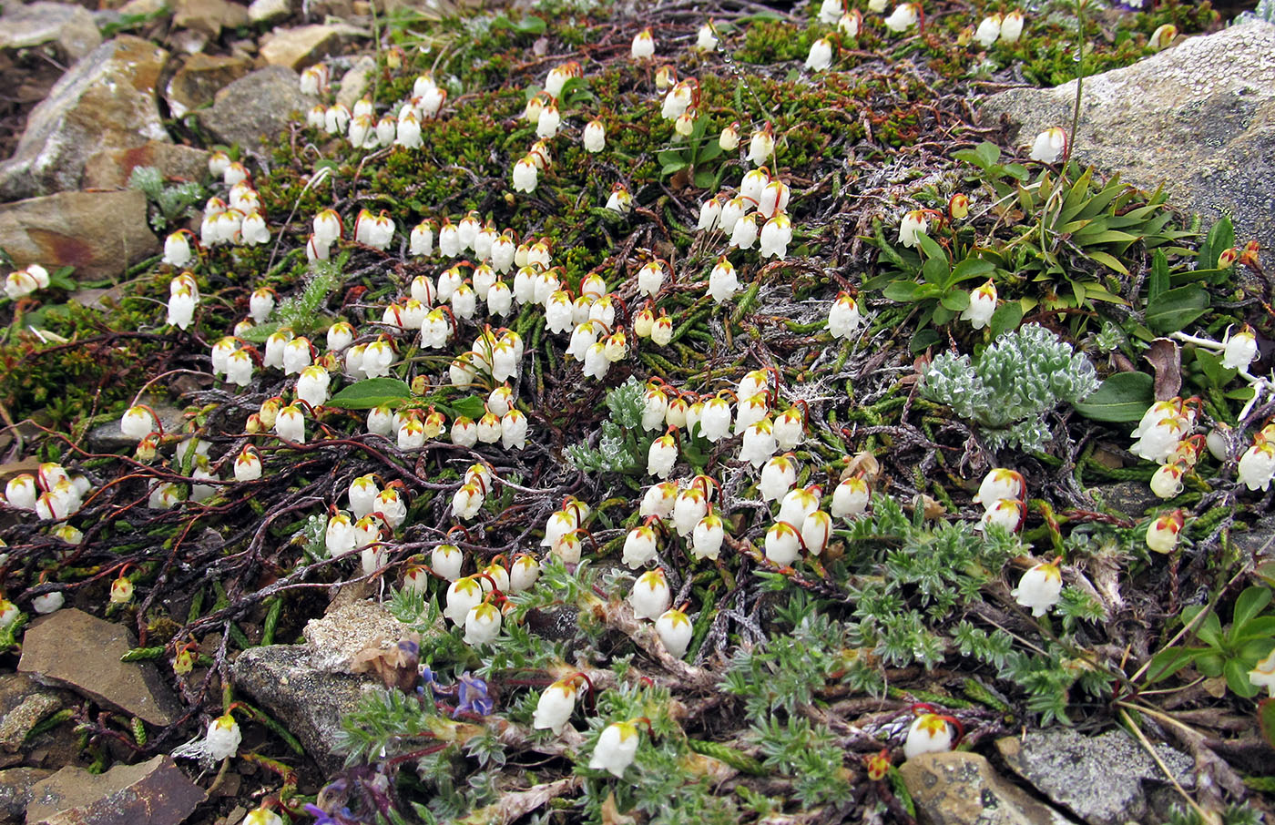 Изображение особи Cassiope lycopodioides.