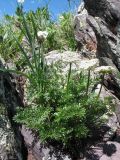 Pachypleurum alpinum. Цветущее растение. Восточный Казахстан, Южный Алтай, хр. Сарымсакты, пер. Бурхат, ≈ 2200 м н.у.м. 17 июня 2015 г.