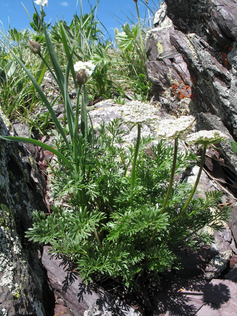 Изображение особи Pachypleurum alpinum.