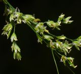 genus Poa. Соцветие. Московская обл., Раменский р-н, окр. ж.-д. платформы Хрипань, просека под ЛЭП. 22.06.2015.