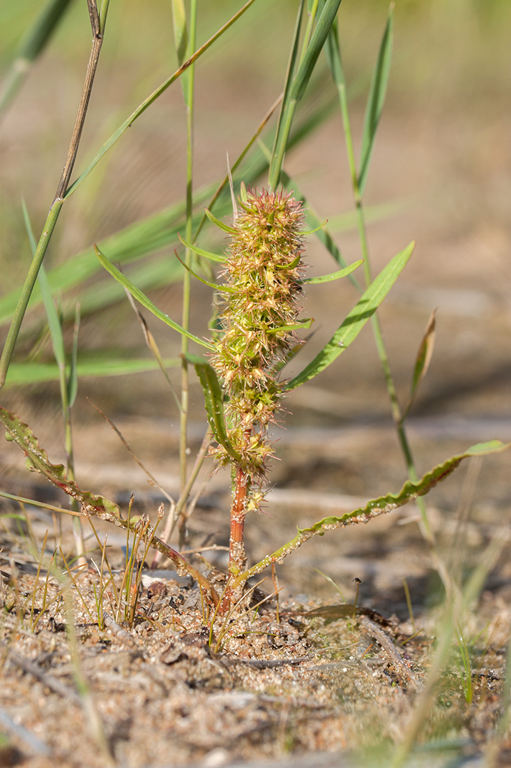 Изображение особи Rumex maritimus.