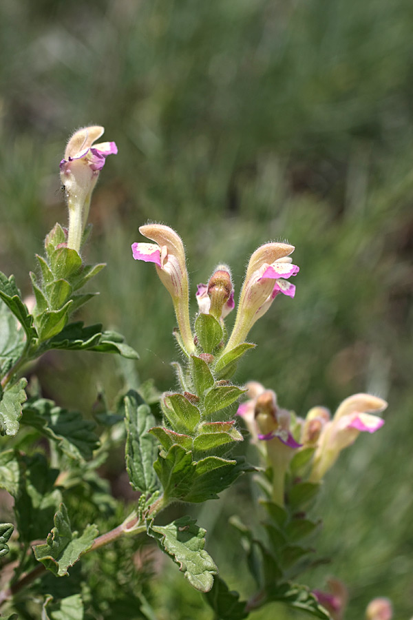 Изображение особи Scutellaria adsurgens.