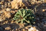 Limonium virgatum