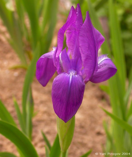 Image of Iris aphylla specimen.