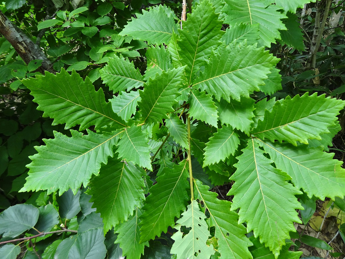 Изображение особи Quercus crispula.