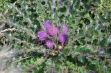 Cirsium esculentum