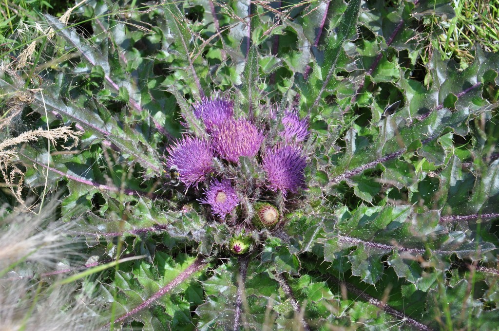 Изображение особи Cirsium esculentum.