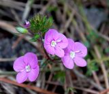 Veronica umbrosa