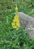 Verbascum laxum