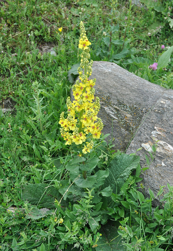 Изображение особи Verbascum laxum.