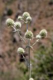 Eryngium macrocalyx. Соцветия. Южный Казахстан, горы Алатау (Даубаба), Западное ущелье. 14.07.2014.