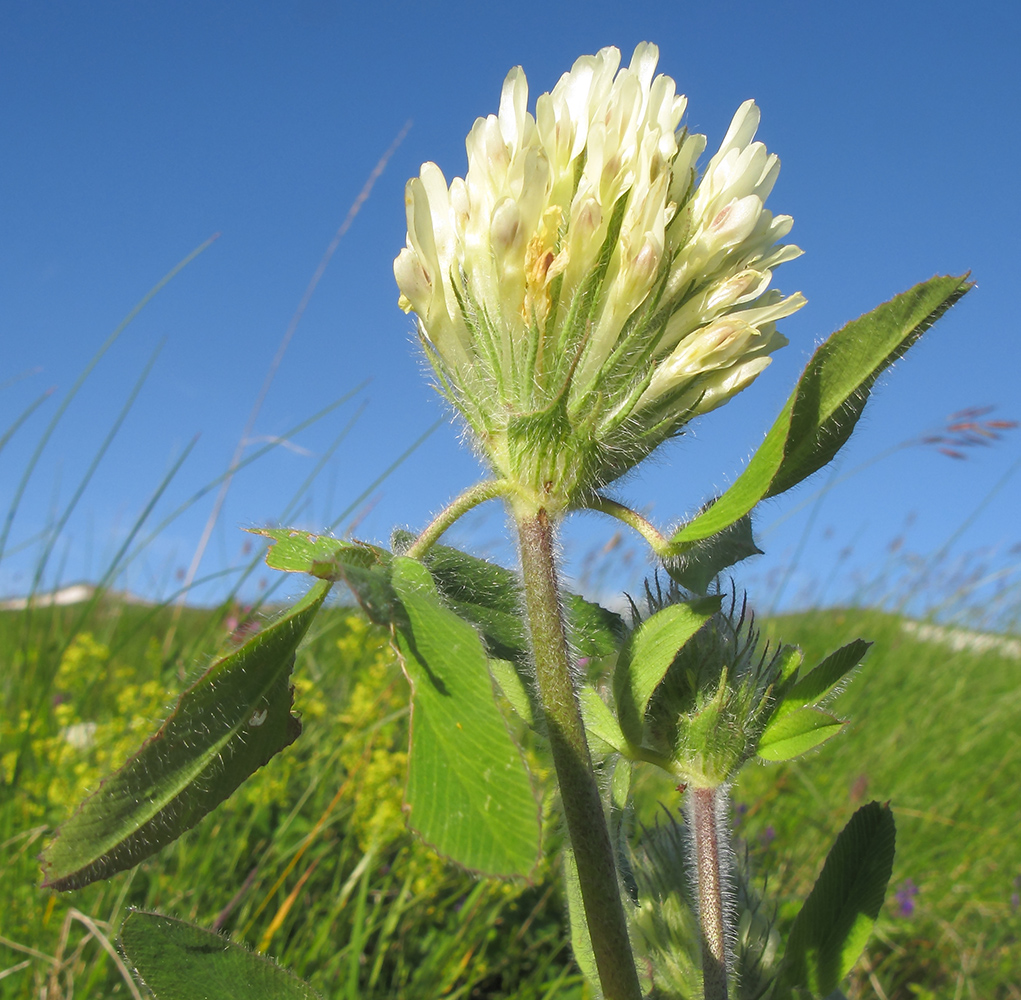 Image of Trifolium trichocephalum specimen.