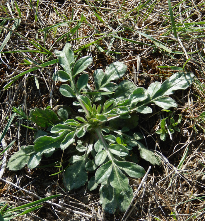 Image of Cephalaria transsylvanica specimen.