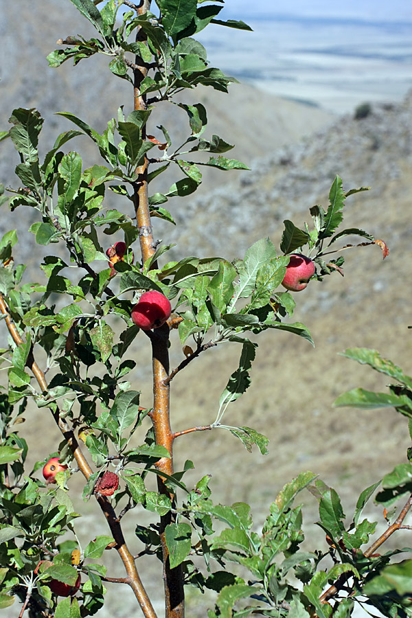 Image of Malus sieversii specimen.