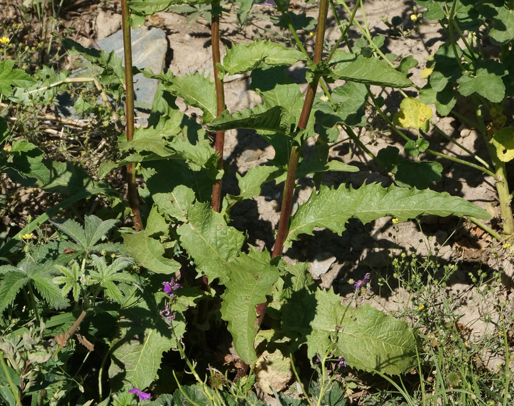 Image of Crepis sibirica specimen.