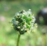 Poterium sanguisorba