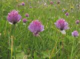 Allium schoenoprasum