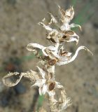 Corispermum sibiricum