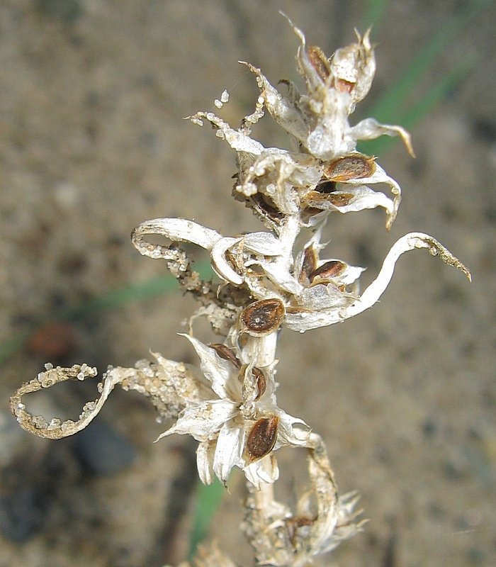 Image of Corispermum sibiricum specimen.